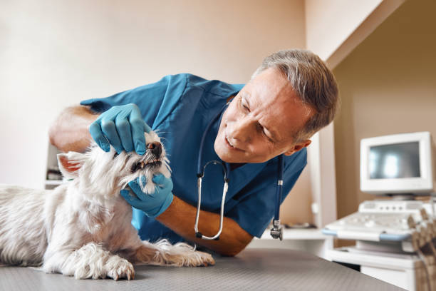 Best Walk-In Emergency Dental Services in Elkton, KY
